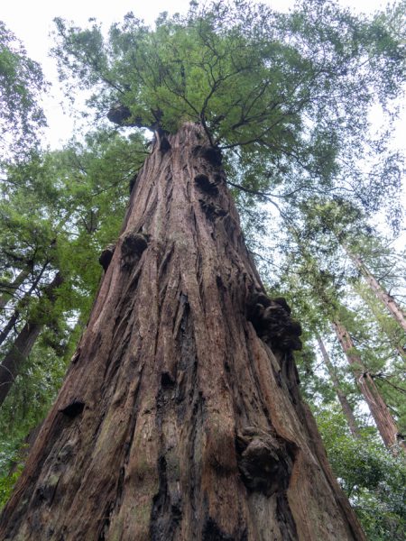 Mo_20230505__a7c09020 Redwood, Leggett