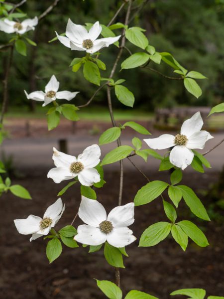 Mo_20230505__a7c09027 Amerikanischer Blumen-Hartriegel (Dogwood) - Cornus florida