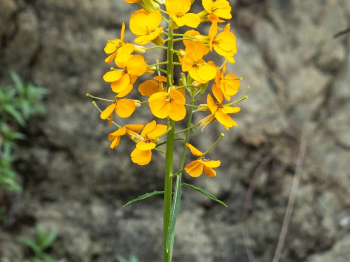 Mo_20230505__a7c09035 Sanddünen-Mauerblümchen, westliches Mauerblümchen oder Prärierakete (Sand-dune Wallflower, Western Wallflower, Prairie Rocket) - Erysimum capitatum