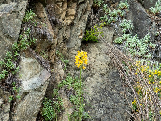 Mo_20230505__a7c09036 Sanddünen-Mauerblümchen, westliches Mauerblümchen oder Prärierakete (Sand-dune Wallflower, Western Wallflower, Prairie Rocket) - Erysimum capitatum