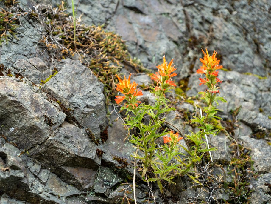 Mo_20230505__a7c09038 Indian paintbrush, prairie-fire - Castilleja