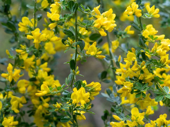 Mo_20230505__a7c09041 Montpellier-Ginster (French broom, Montpellier broom) - Genista monspessulana