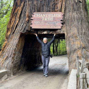 Walk-Through Redwood Tree