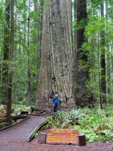 Founders Tree, Redwoods