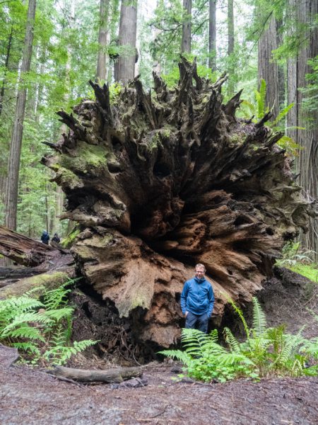 Avenue of the Giants