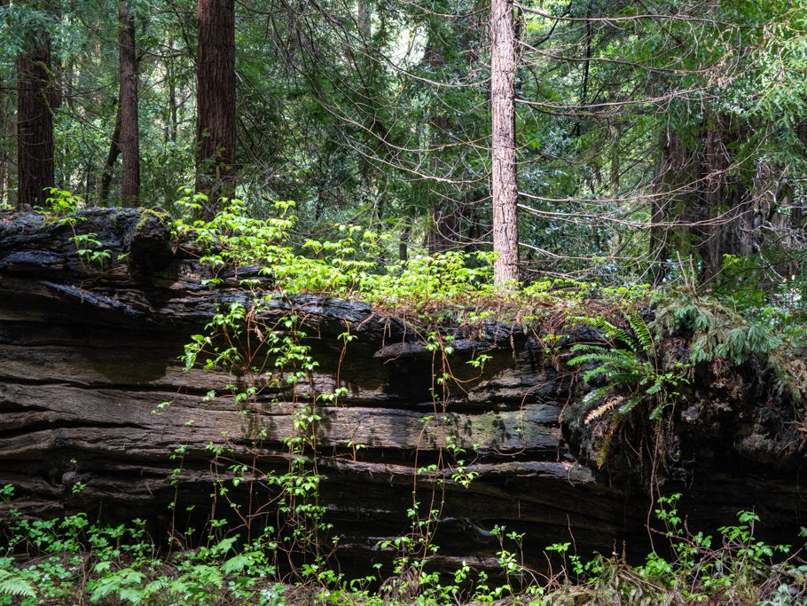 Avenue of the Giants