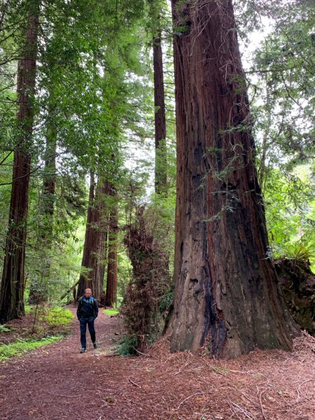 Avenue of the Giants