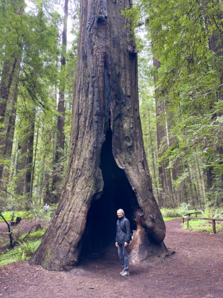 Ma vor der Redwood-Höhle, Avenue of the Giants