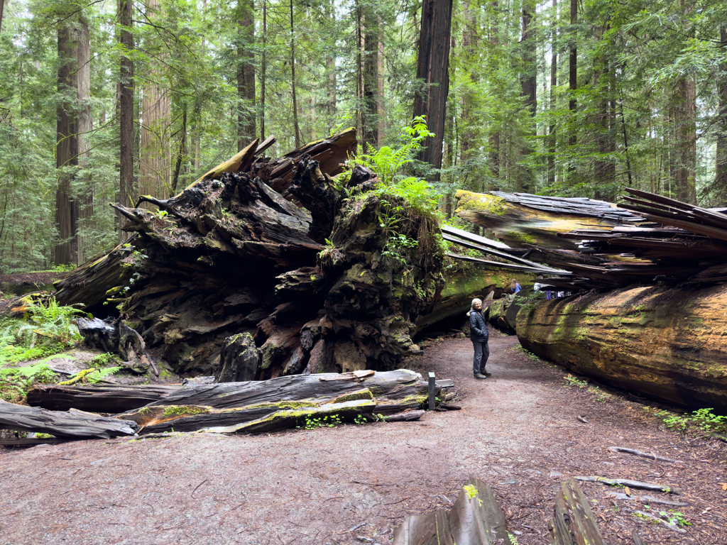 Avenue of the Giants