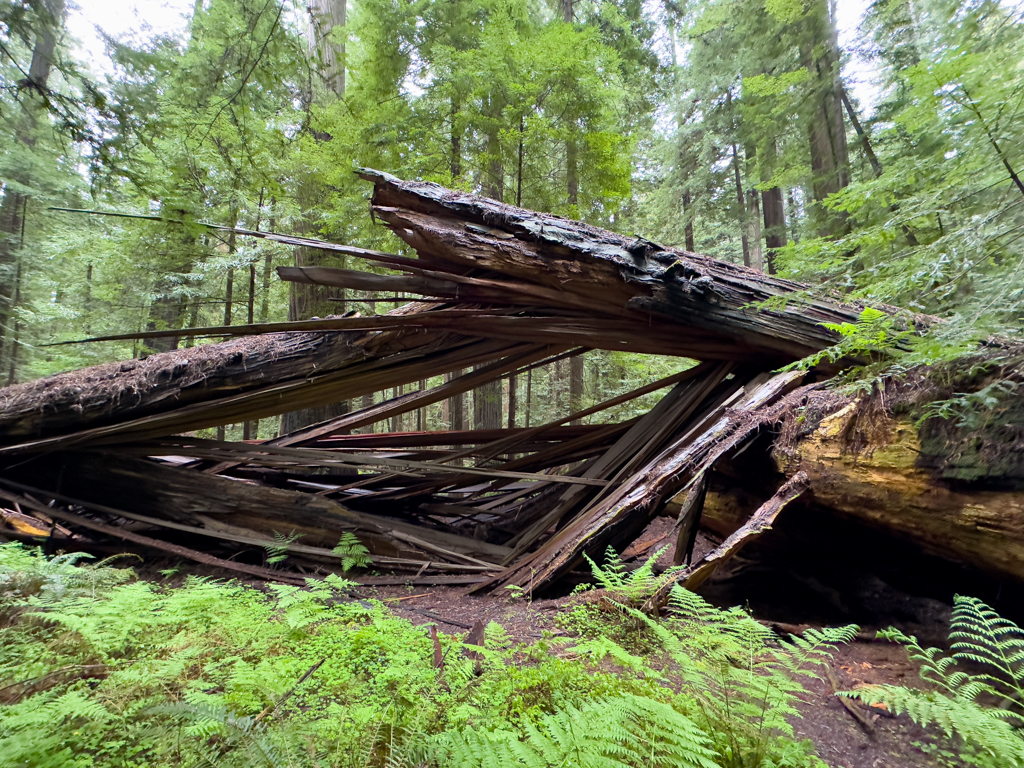 Avenue of the Giants