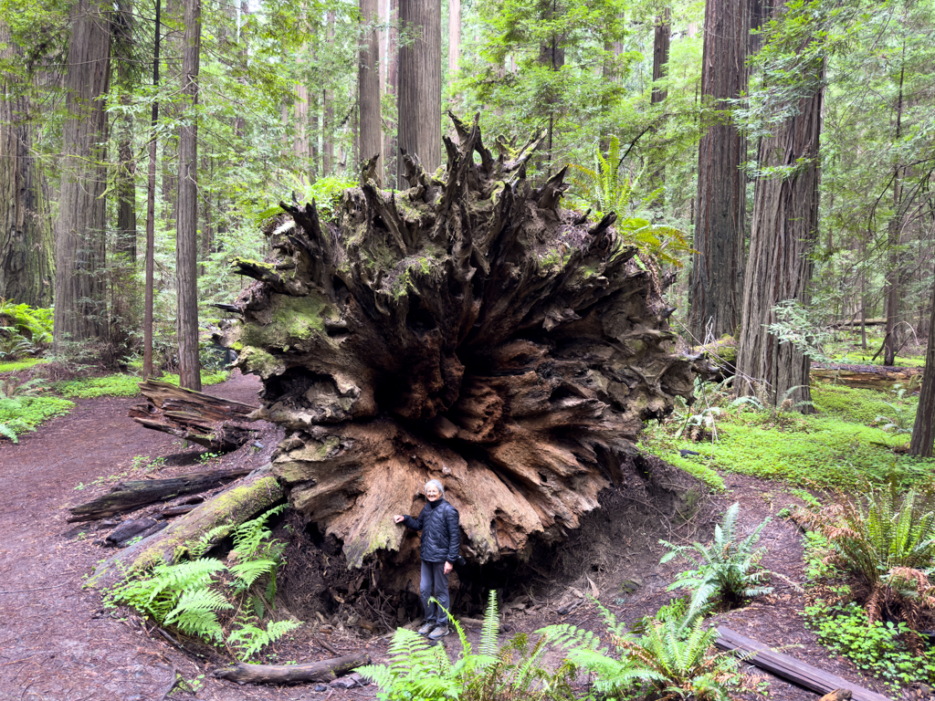 Avenue of the Giants