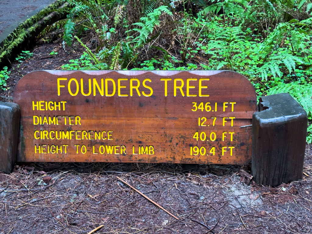 Founders Tree, Avenue of the Giants