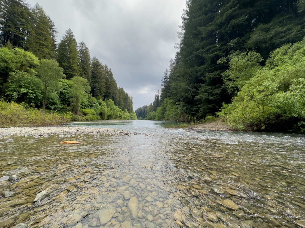 Mittagsrast am Fluss, Avenue of the Giants