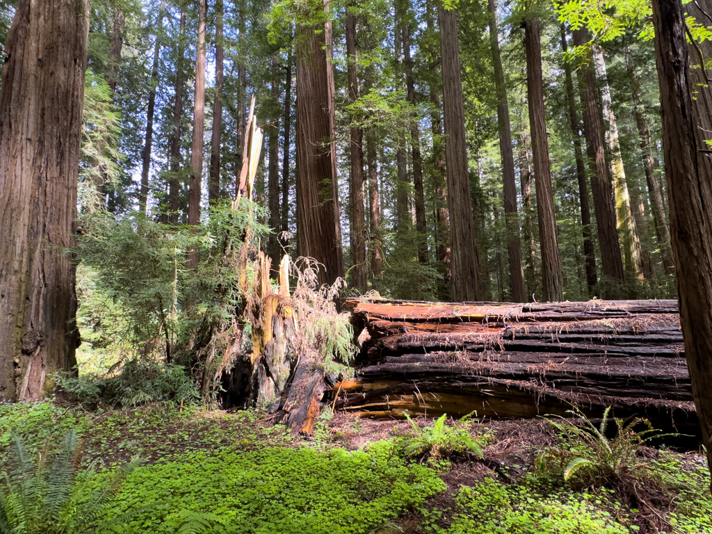 Avenue of the Giants