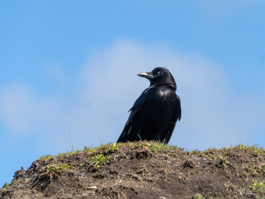 Fällt da ein Krümel für mich ab? Humboldt Lagoons State Park
