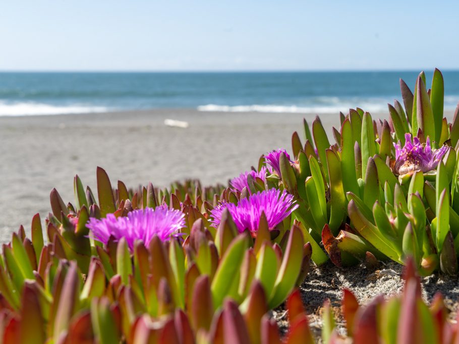 Mittagsblume (sea fig, iceplant) - Carpobrotus chilensis