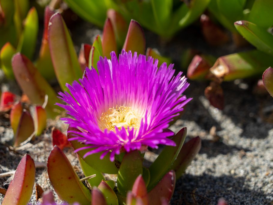 Mittagsblume (sea fig, iceplant) - Carpobrotus chilensis