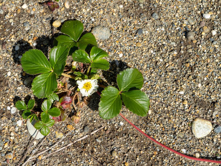 Chile-Erdbeere (beach strawberry, Chilean strawberry, coastal strawberry) - Fragaria chiloensis