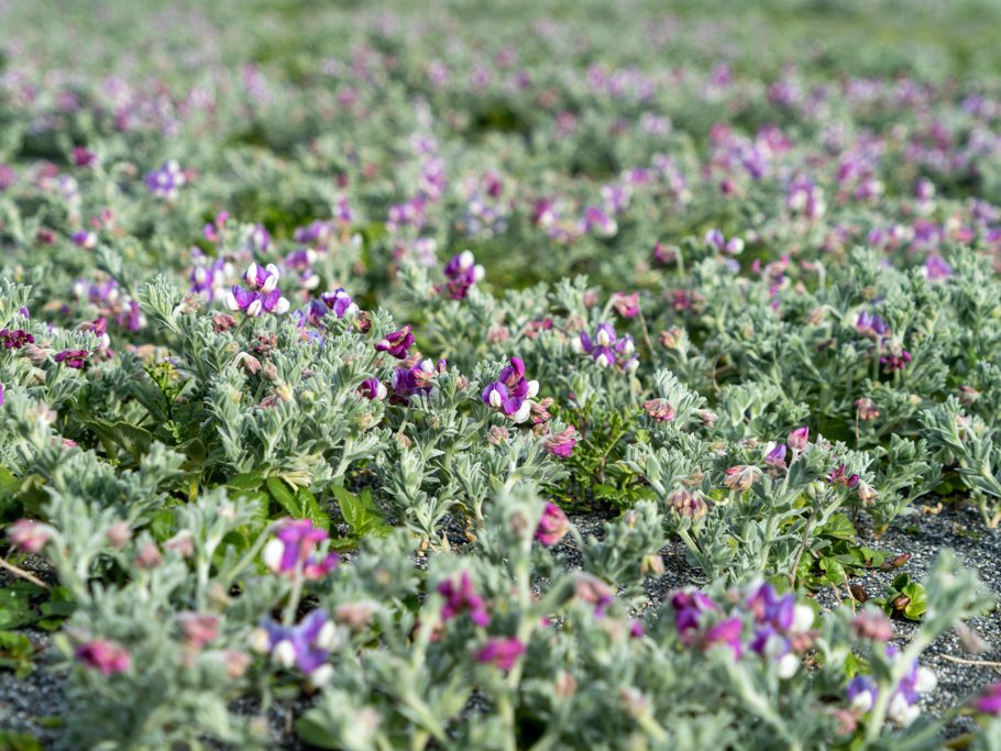 Seidige Stranderbse (silky beach pea) - Lathyrus littoralis