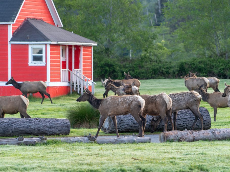 Elk Country RV Park