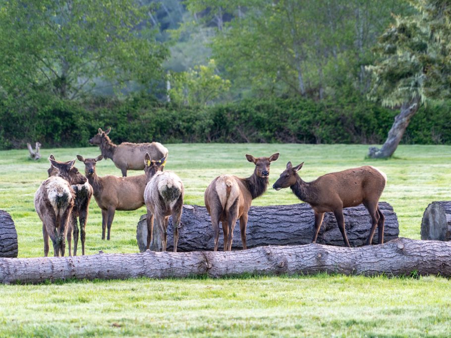 Elk Country RV Park