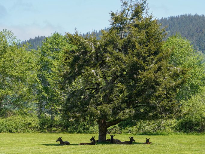 Elk Country RV Park