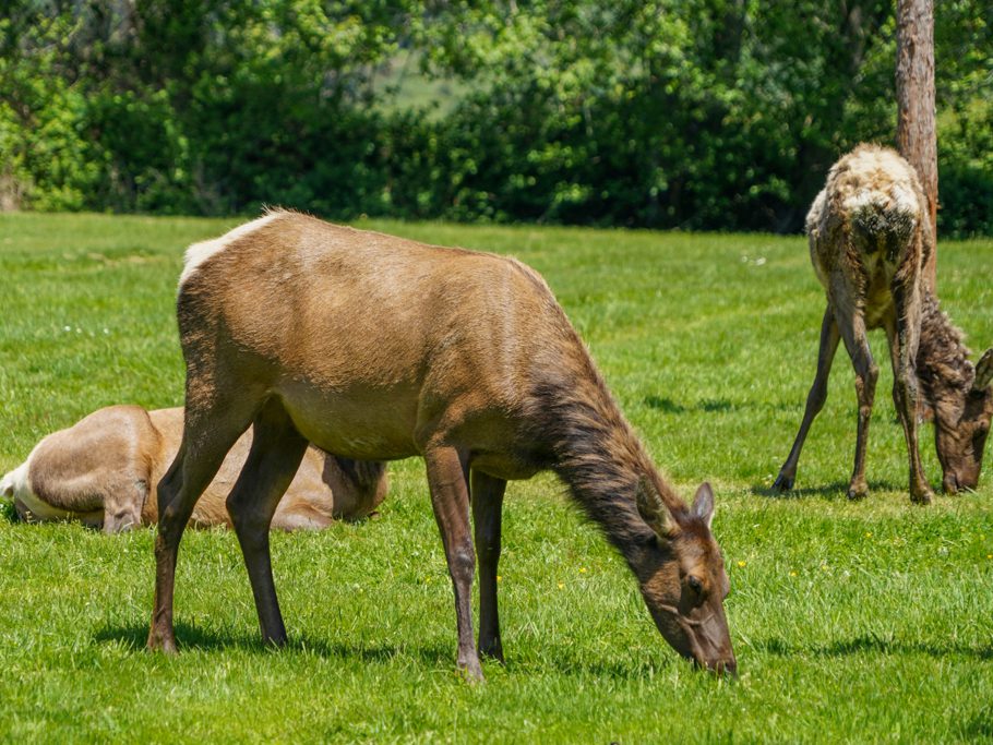 Elk Country RV Park