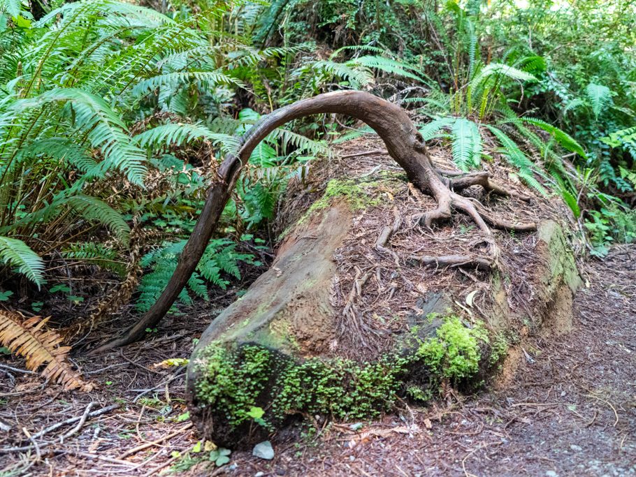 Besiedlung alter Redwoods