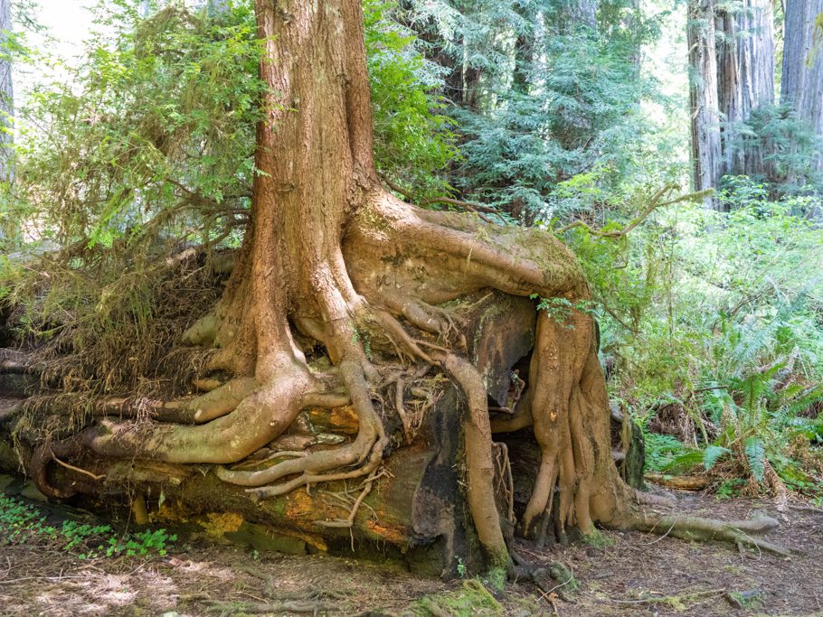 Besiedlung alter Redwoods