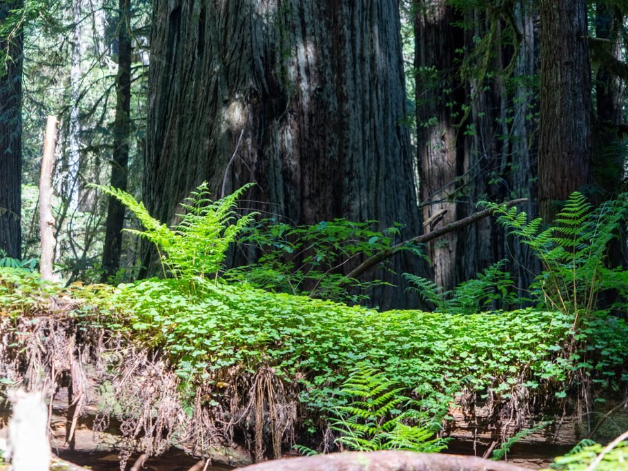 in den Redwoods