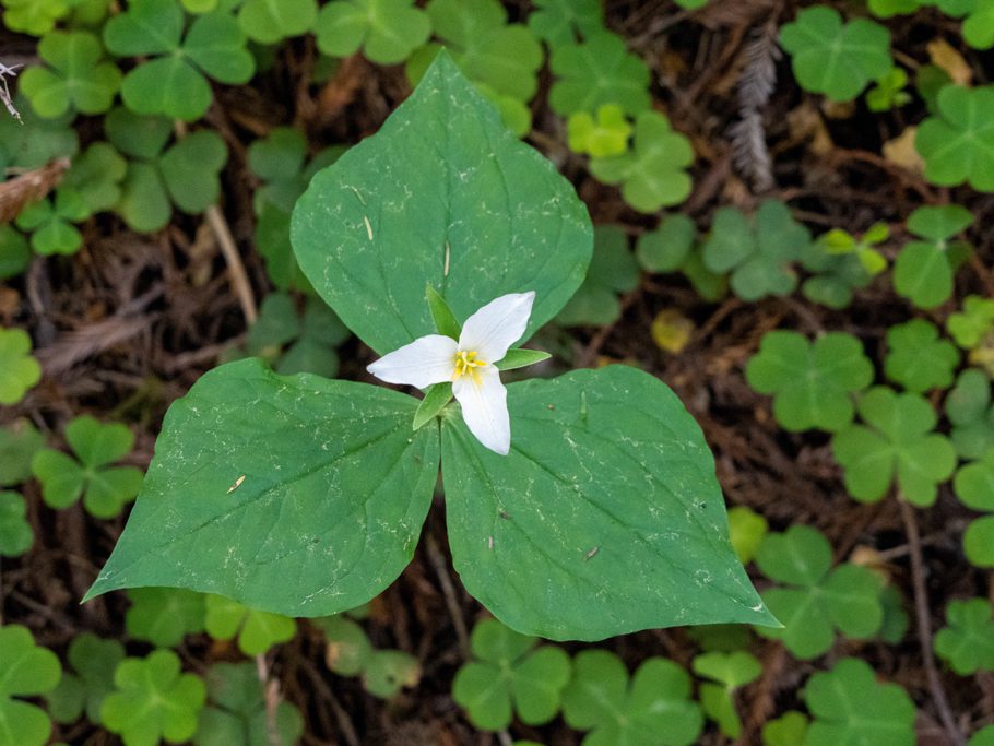 Westliche Dreizipfellilie (Pacific Trillium, Western Trillium, Western Wakerobin, Western white Trillium) - Trillium ovatum