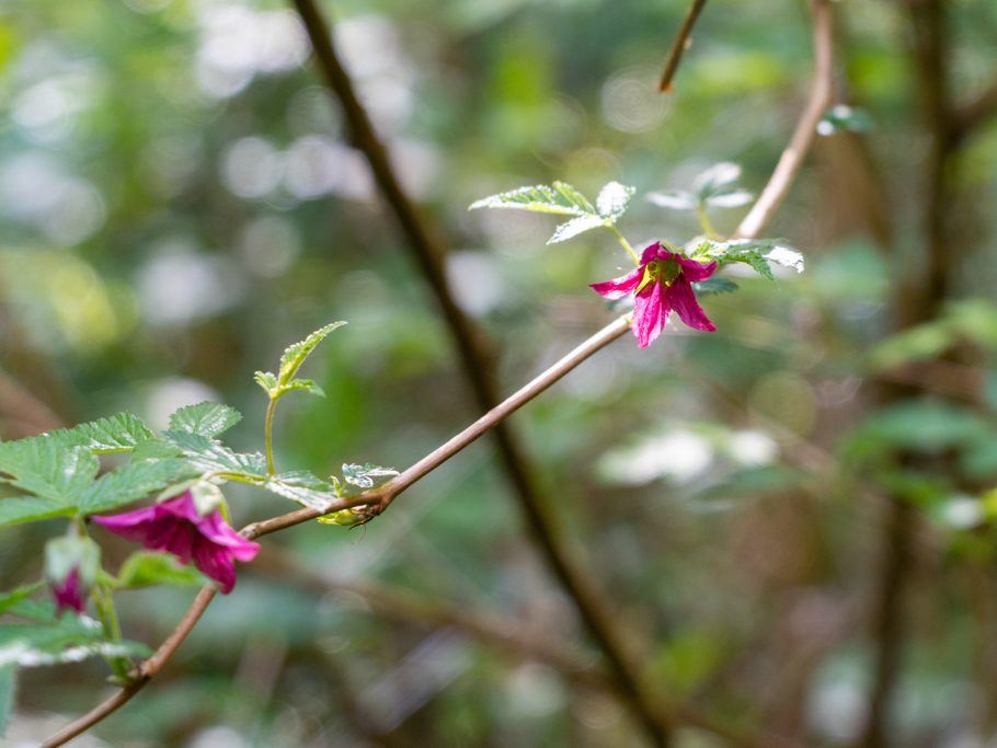 Pracht-Himbeere, Lachsbeere (Salmon Berry) - Rubus spectabilis