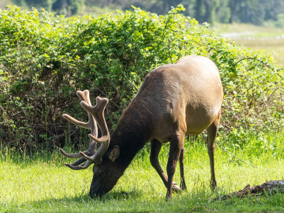 Elk, Hirschbulle