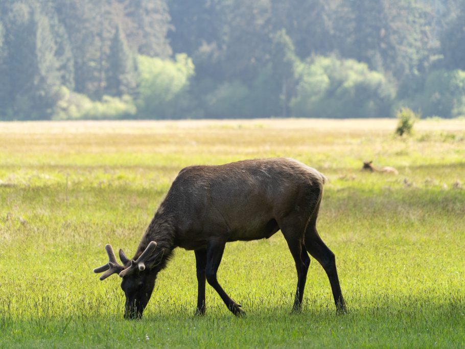 Elk, junger Hirschbulle