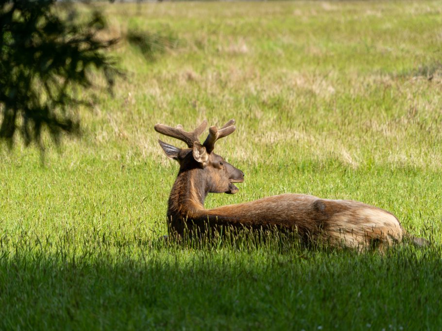 Elk, junger Hirschbulle