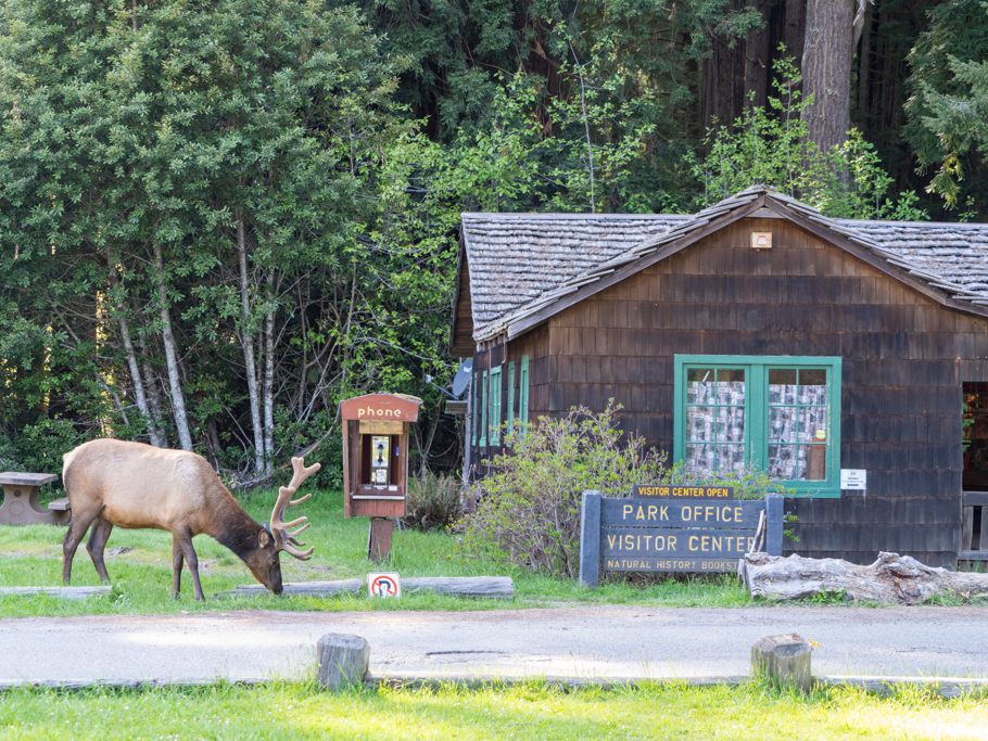 Elkbulle neben dem Visitor Center