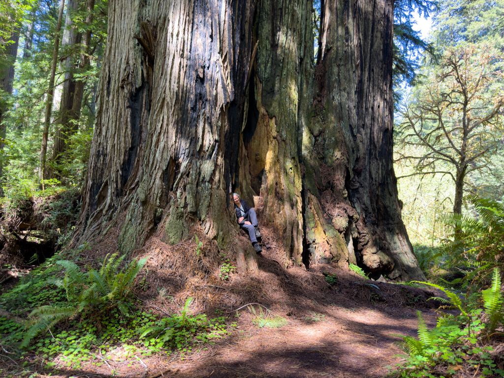 in den Redwoods