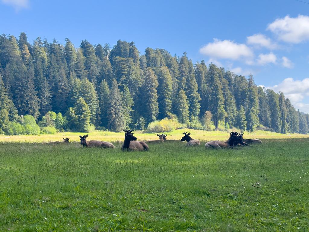 Herde halbwüchsiger Elks