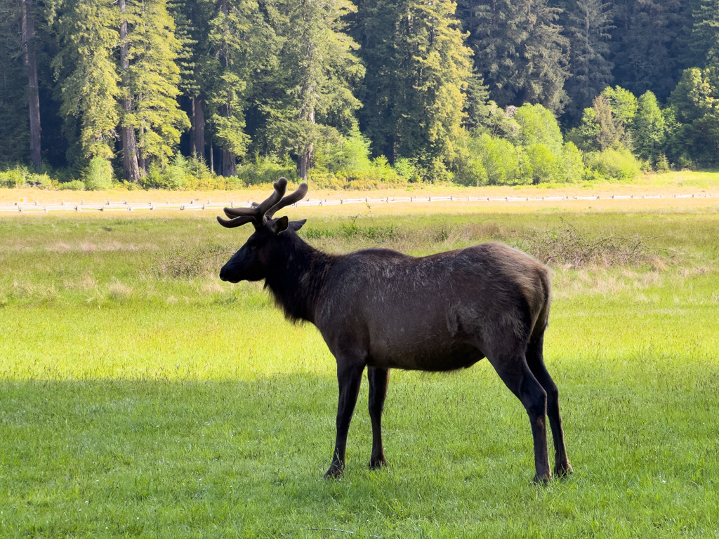 Elk, junger Hirschbulle