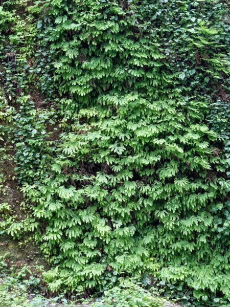 Fern Canyon