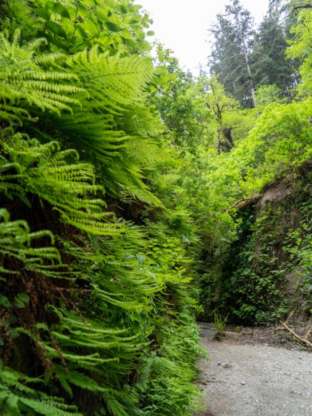 Fern Canyon