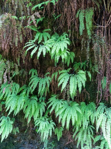 Fern Canyon