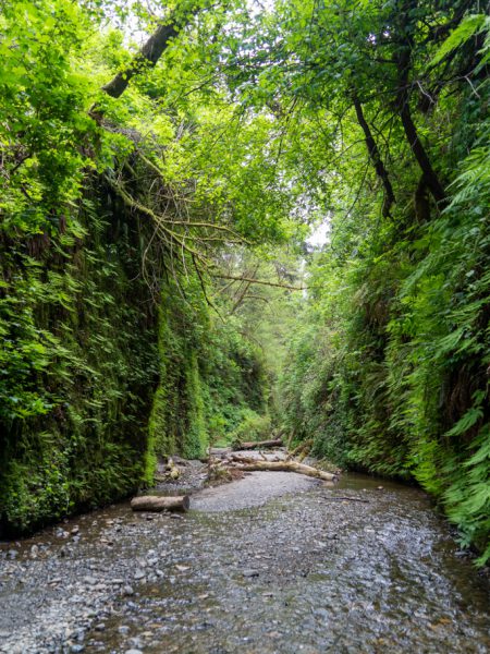 Fern Canyon