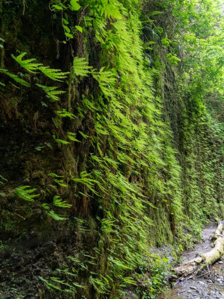 Fern Canyon