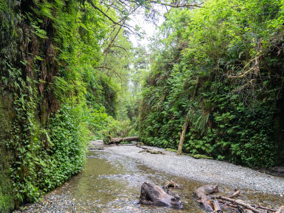 Fern Canyon