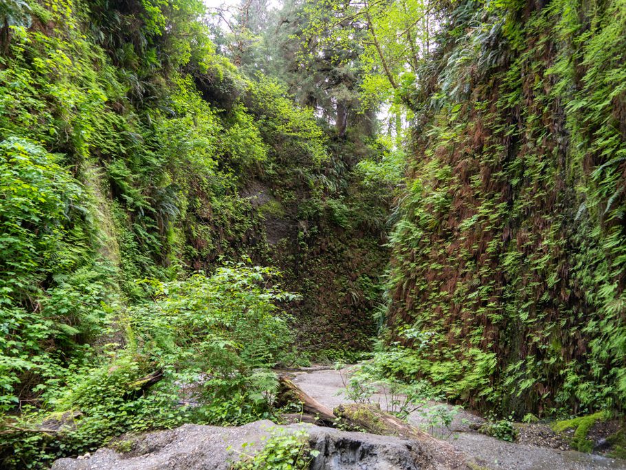 Fern Canyon