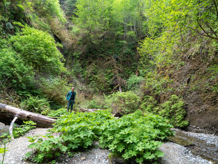 Fern Canyon