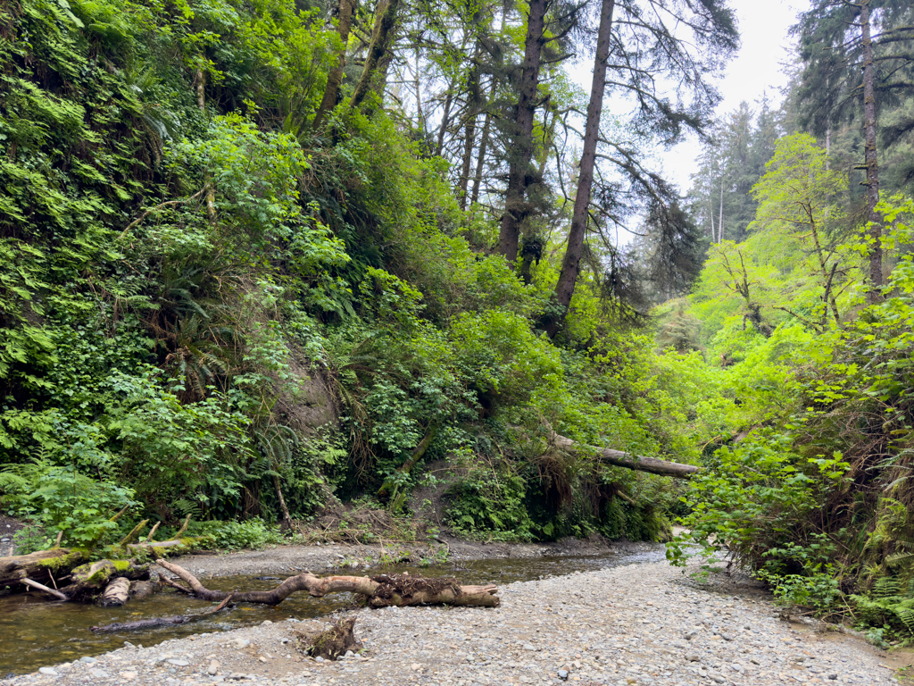 Fern Canyon