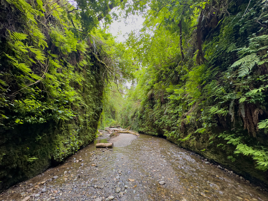 Fern Canyon