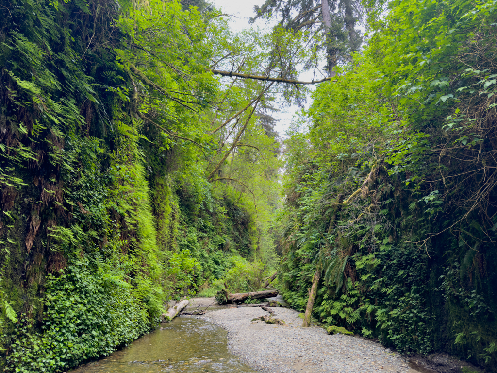 Fern Canyon